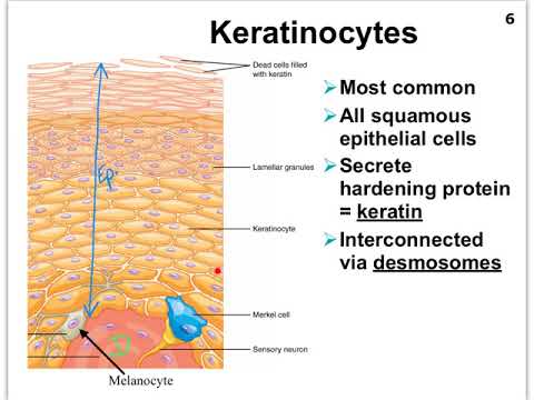 05B Integumentary System Epidemis Cells