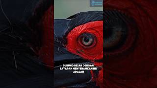 Download lagu Ground Hornbill – A Bird of Predation with a Sharp Gaze mp3