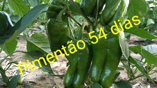 Pimento 54 dias