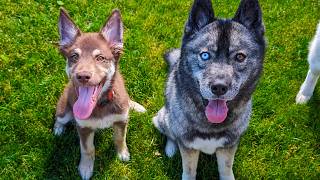 Surprising My Dog With a PUPPY To Play With!