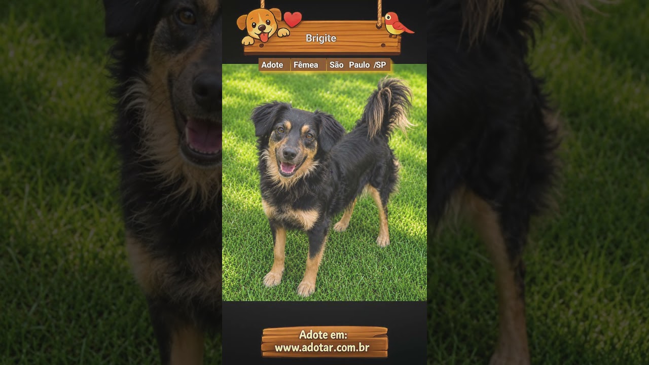 Cachorro raça SRD-ViraLata idade 2 anos nome Brigite