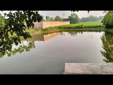 Study Ambiance ☘️🌿🍃💗✨. Natural sounds for your studying. Strong wind, birds cheeping etc.