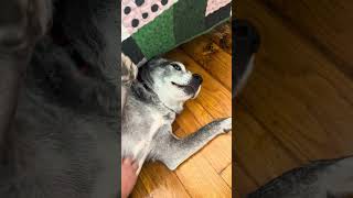 Video preview image #1 Mutt Puppy For Sale in Philadelphia, PA, USA