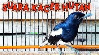 Download lagu SUARA ASLI KACER mp3