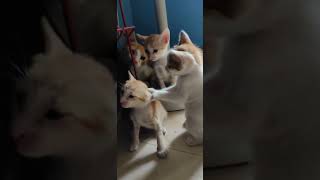 Other Cats Videos