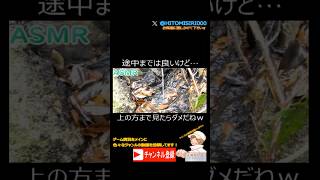 途中までは良いけど…上の方まで見たらダメだねw #ASMR #がっかり　#癒し