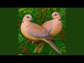 Two Turtle Doves