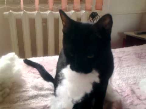 Negrutzu pisica nebuna.mp4