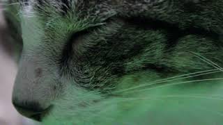 Moldie Cat [Unedited Video, Canon EOS 550D / Rebel T2i / Kiss X5]