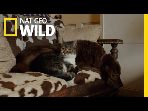 National Geographic: The Secret Life of Cats