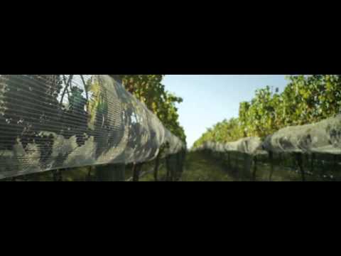 Vidal Estate – Hawkes Bay Heritage – Classic Style