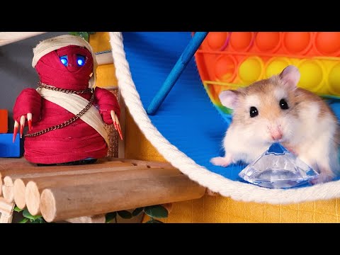 MAJOR HAMSTER vs POP IT TEMPLE MAZE - Real life pet hamster action
