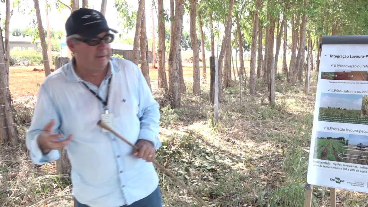 Sistemas modernos de ILP e seus principais desafios - Flavio Wruck (Embrapa)