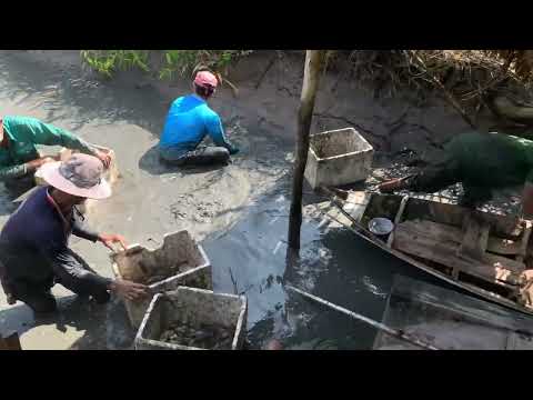 BẮT TÔM CÀNG XANH Ở CÀ MAU LÊN 1 TẤN THẬT KHỦNG | CRAYFISH IN VIETNAM