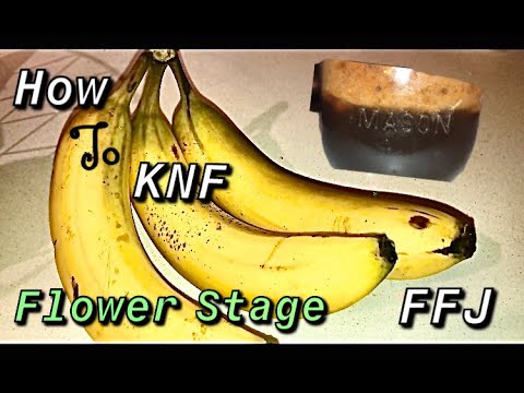 How To KNF ( Korean Natural Farming and it’s Organic Inputs ) Bloom FFJ with Banana
