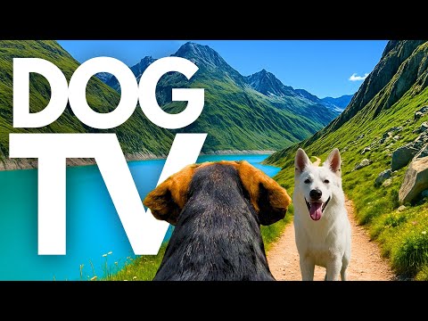 TheDogCam | 10hrs of Our Greatest Virtual Dog Walks of 2025 🐾⛰️ GoPro DogTV