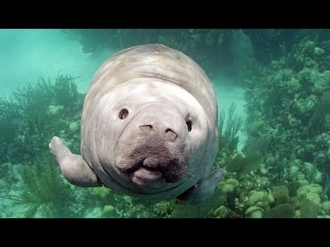 Robot Spy Manatee Receives A Slobbery Kiss!