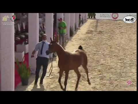 N 19 A S  SHAIKHA   Al Dhafrah Arabian Horse Championship 2021   Yearling Fillies Class 1B