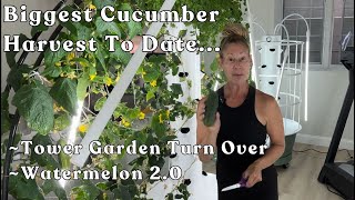 The Biggest #cucumbers #harvest To Date! What Will Fill The Trellis Now??? #towergarden #garden
