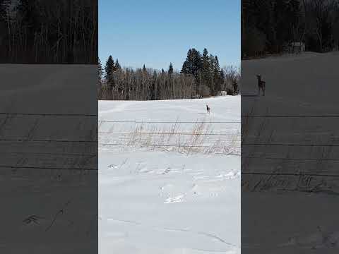 Deer ?Day