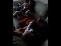 El gatito misifu