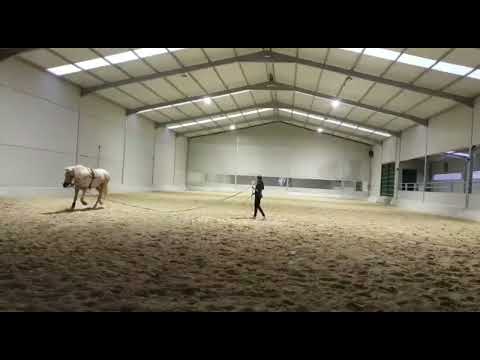 PALACIO /// + images & info :  https://iberhorse.com/producto/palacio/