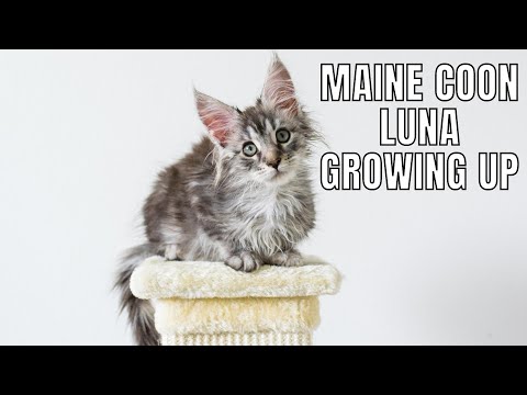 Maine Coon Luna Growing Up to a Year