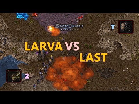 STARCRAFT: LARVA VS LAST - LOS EFECTOS DEL CHEESE!
