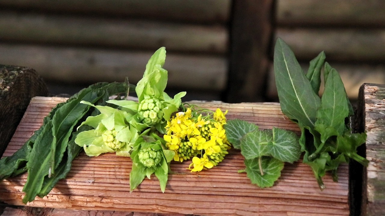 山野草を採ってその場で天ぷらにした結果がすご過ぎた！#スイバ #ギシギシ #フキノトウ #ユキノシタ #菜の花