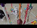 Mini Sheepadoodle dogs for sale: Tulip - Video 1