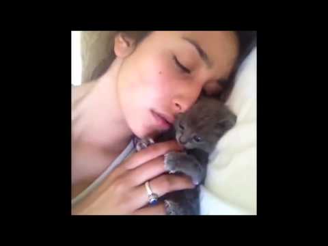 gatos graciosos-funny cats