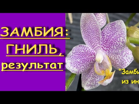 Фаленопсис "ЗАМБИЯ":гниль,РЕЗУЛЬТАТ.Орхидея Phalaenopsis 'Zambia' ('Little Star').