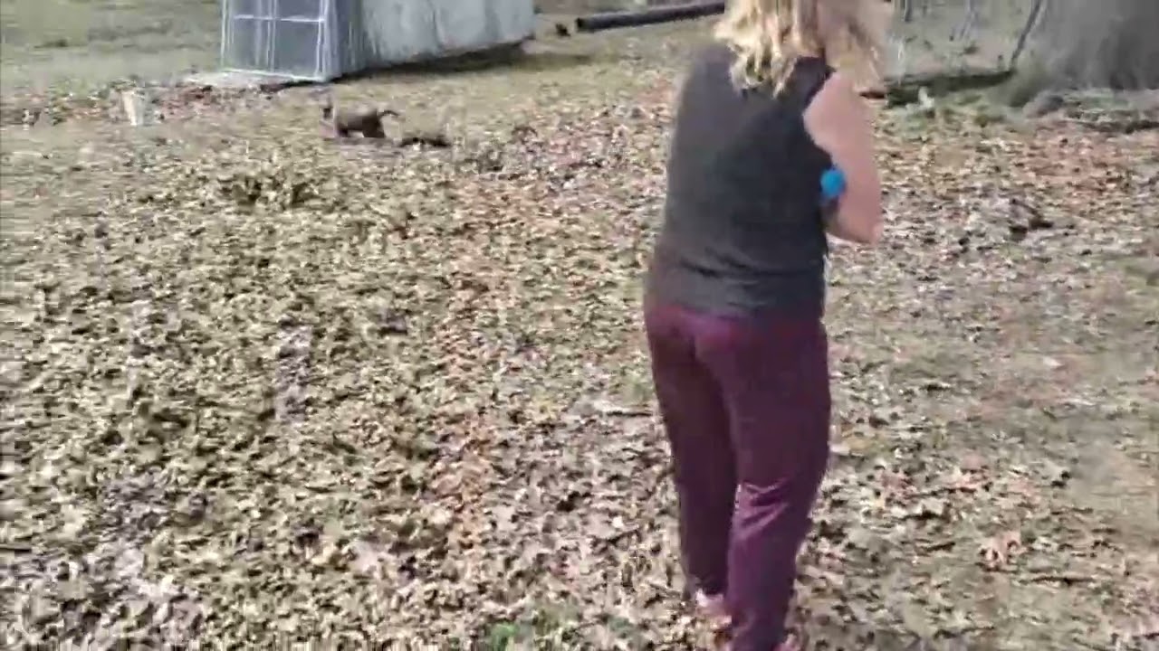 Lotto, a Adoptable mixed breed in Woburn, MA video 5/6