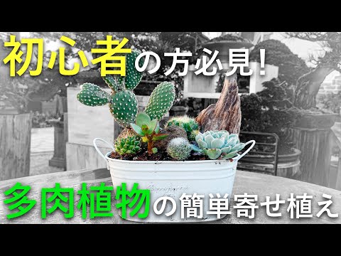 園芸 サボテンと多肉植物