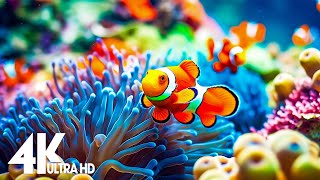 Aquarium 4K VIDEO (ULTRA HD) 🐠 Sea Animals With Relaxing Music - Rare & Colorful Sea Life Video