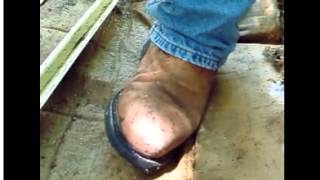 Crazy ants threaten U.S. ecosystem, economy