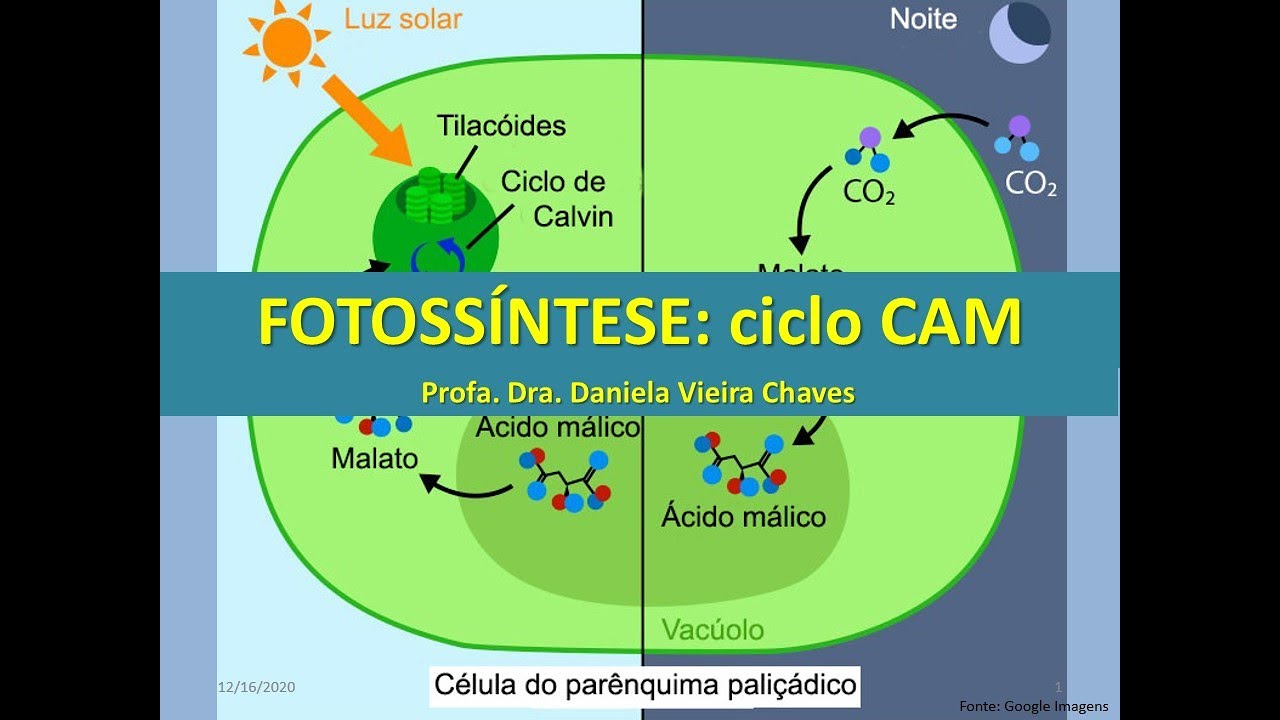 Aula 7. FOTOSSÍNTESE: ciclo CAM (metabolismo ácido das crassuláceas)