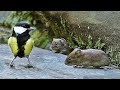 Cat Entertainment Videos - Mice and Birds Do Lunch Cat Entertainment Videos - Mice and Birds Do Lunch