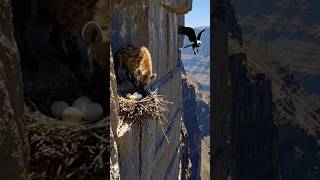 Download lagu Saat Sarang Terancam 🪺🦅 mp3