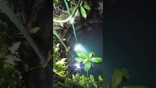 Big Snakehead Fish Trap in a Crystal Clear Water Hole #shorts #fishing #mancing #pesca