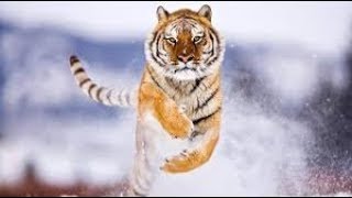 NatGeo Wild - Fastest Animals -  Running Wild - Nationalgeographic
