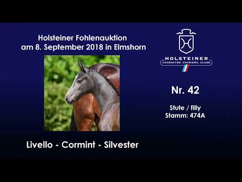 Holsteiner Fohlenauktion | Nr. 42 v. Livello - Cormint