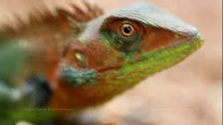 Godzilla nesting  ( Calotes calotes )