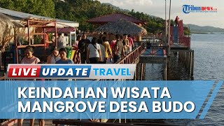 Desa Budo Minahasa Utara Jadi Desa Terpopuler di Indonesia, Sajikan Pemandangan Mangrove nan Indah