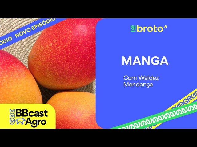 Manga: produção, exportações e oportunidades no Vale do São Francisco | BBCast Agro – 15/09/2026