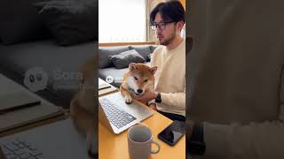 遊んで攻撃がすごい柴犬