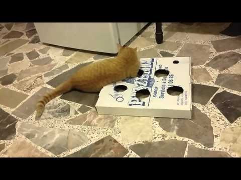 Vídeos divertidos de gatos