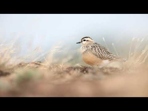 The Eurasian dotterel (Charadrius morinellus) Kootwijkerzand Aug2020.