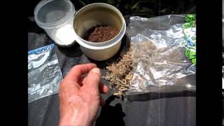 Germinating Palm Seeds Tips Germinating Palm Seeds Tips
