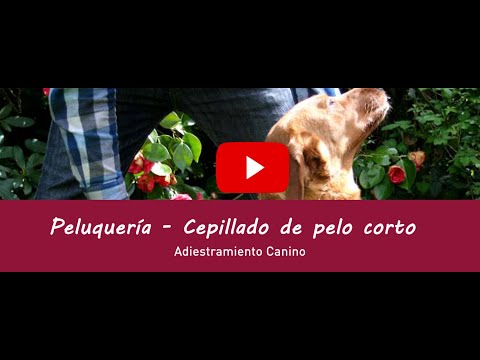 Consejos de higiene básica en perros: el cepillado del pelo corto en perros